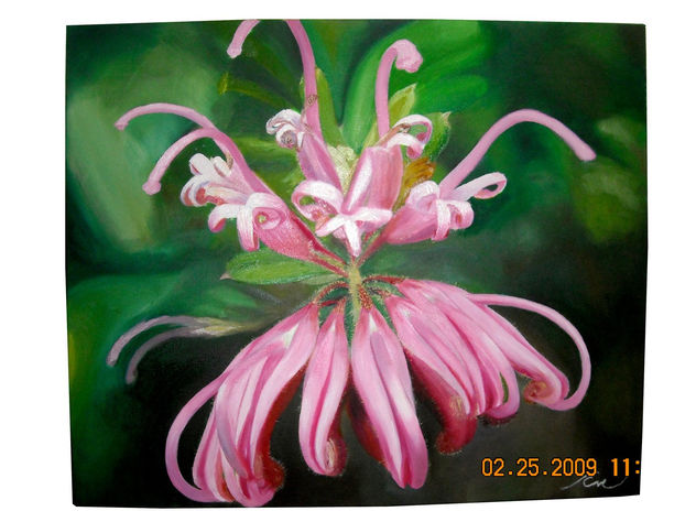 gravillea sericea estudio