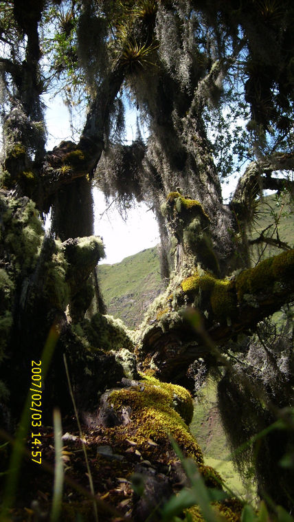 " persistencia"