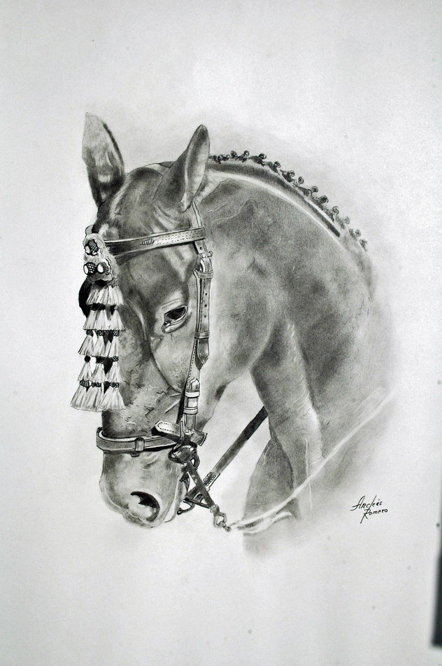 cabeza de caballos