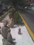 JARDIN ZEN EN LA VIA PUBLICA....