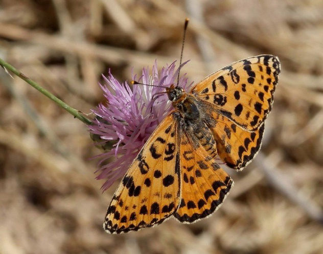 didyma