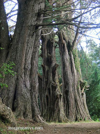 Arboles milenareos