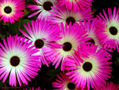 Colección Verano 2005 Nº2