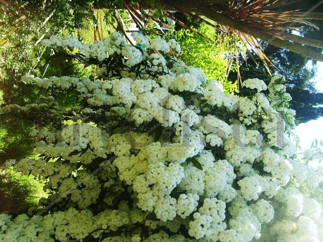 PRIMAVERA DEL ALMA