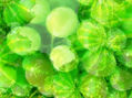 Las uvas de la ira