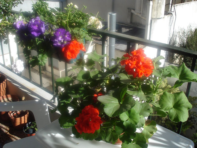 Las flores de mi balcón