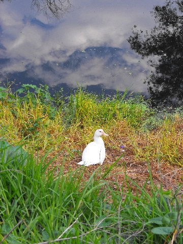 el pato en la luna 