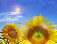 FLOR DEL SOL.