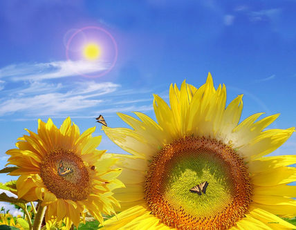 Flor del sol.