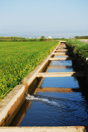 Canales y compuertas del parque Natural de La Albufera (valencia) 