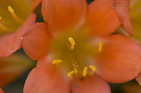 Flores de mi jardin