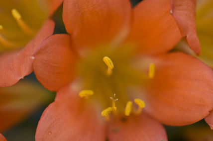 Flores de mi jardin