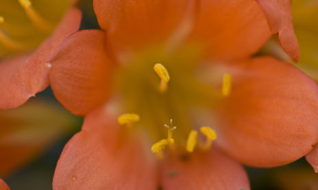 Flores de mi jardin