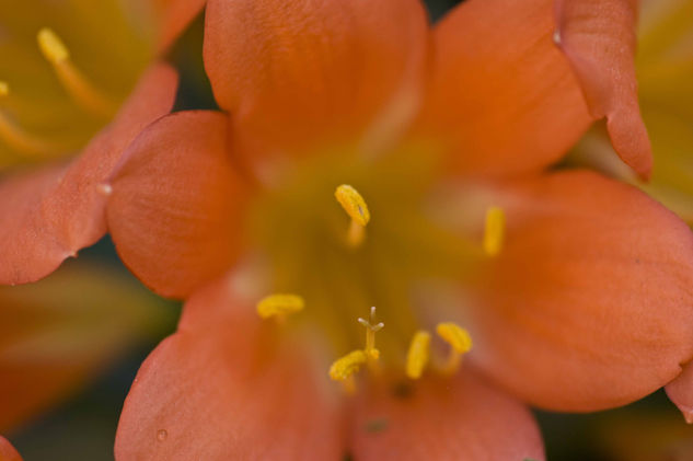 Flores de mi jardin 