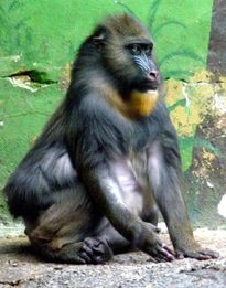 Mandril