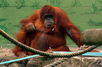 Orangutana