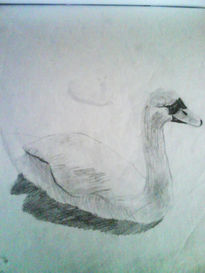 Cisne