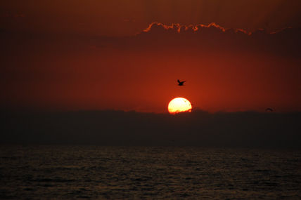 Gaviota