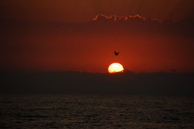 Gaviota