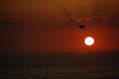 El vuelo de la gaviota