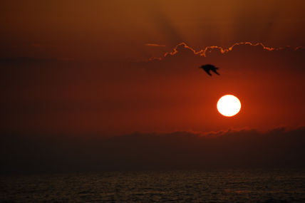 El vuelo de la gaviota