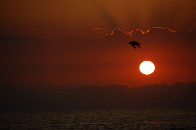 El vuelo de la gaviota