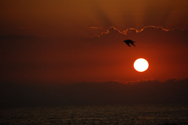 El vuelo de la gaviota 