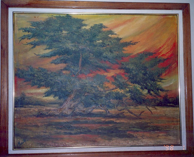 "el huarango milenario" colecc:"colores de mi region de walter ramos"