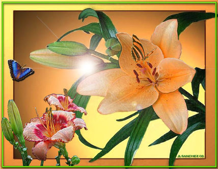 Orquidea 2.