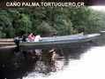 CAÑO PALMA TORTUGUERO,COSTA RICA