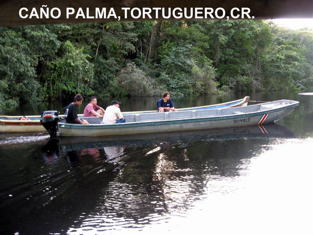 CAÑO PALMA TORTUGUERO,COSTA RICA 