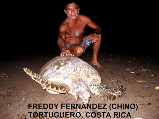 NOCHE DE TORTUGAS EN EL CERRO DE TORTUGUERO,COSTA RICA 