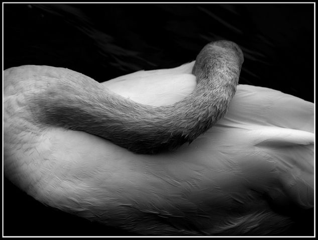 Cisne negro Conceptual/Abstract Black and White (Digital)