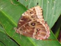 Mariposa en libertad