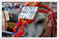 Burro Taxi