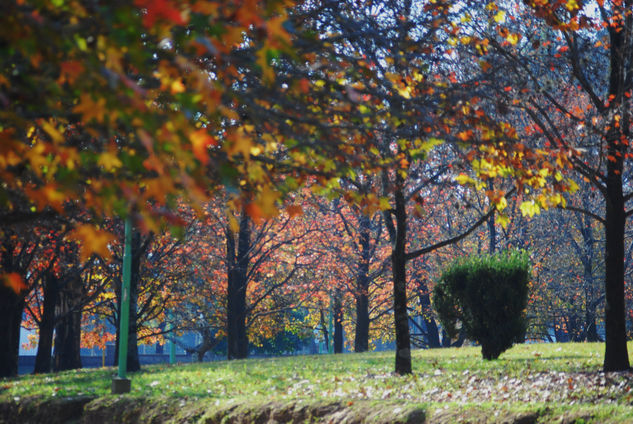 Otoño en el parque 