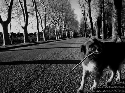 El perro y su palo