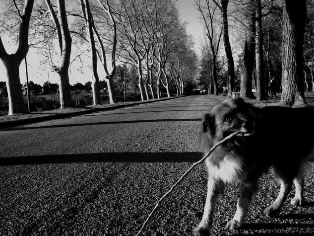 El perro y su palo 