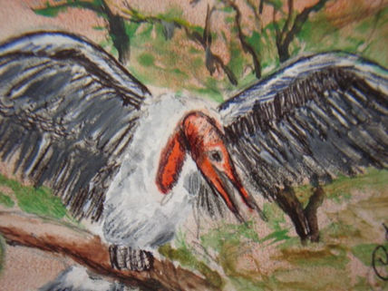 Cóndor