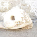 cabeza de pato-caracol thumbnail 1