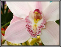 Orquidea