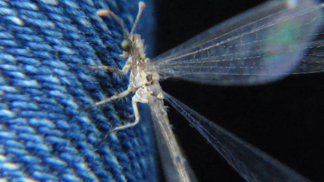 LIBELULA  -  INSECTOS DE ARGENTINA
