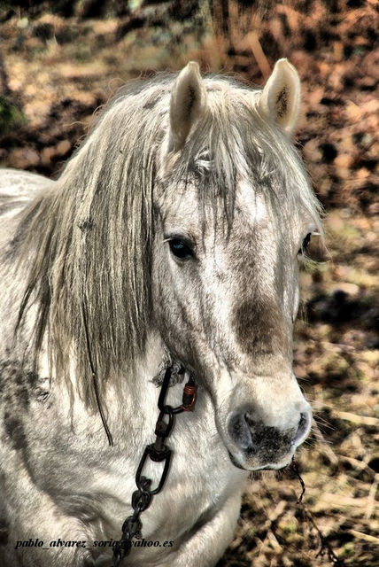 Caballo 2