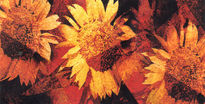 Les girasoles