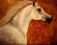 NK NADA Queen of Ezzain Arabians Kuwait