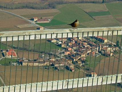 Pájaro sobre Hostalets