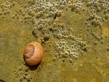 El caracol de Falgars