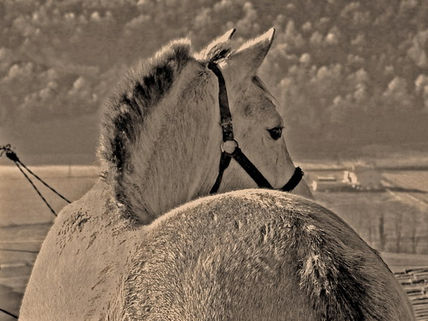 El caballo de Sant...