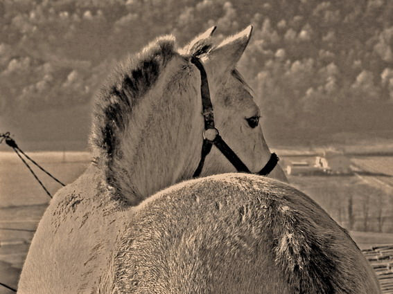 El caballo de Sant Nicolau 