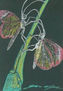 romance de mariposas